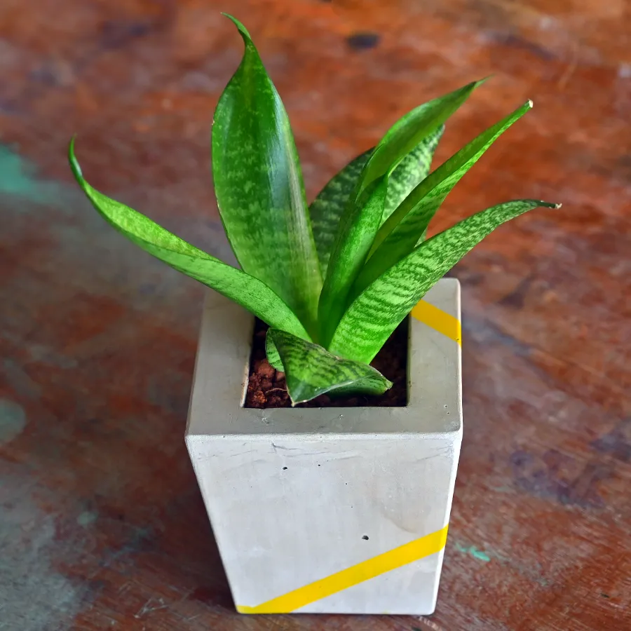 Cement flower pot